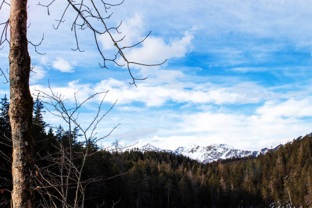 Snow-capped peaks loom over a dense forest, with bare trees silhouetted against a vibrant blue sky. The scene captures the beauty of nature in a tranquil setting.