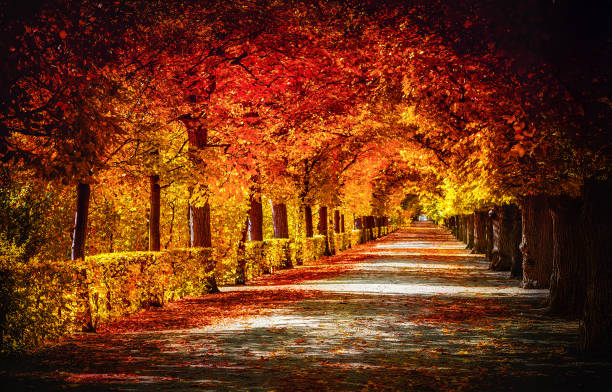 istock A scenic autumn park alley 2192866429