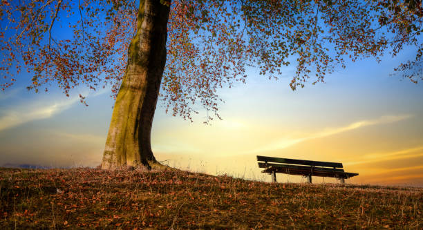 istock Colorful autumn park at sunset 2192866528