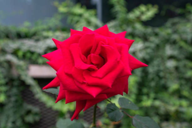 A Red rose, commonly known as the Bengal rose (Rosa chinensis), is a classic and elegant flowering plant characterized by its vibrant red petals. Known for its rich color and fragrance, it is often used in gardens, bouquets, and ornamental displays. This variety of rose blooms during warmer months and thrives in well-drained soil, making it a popular choice for adding beauty to landscapes.