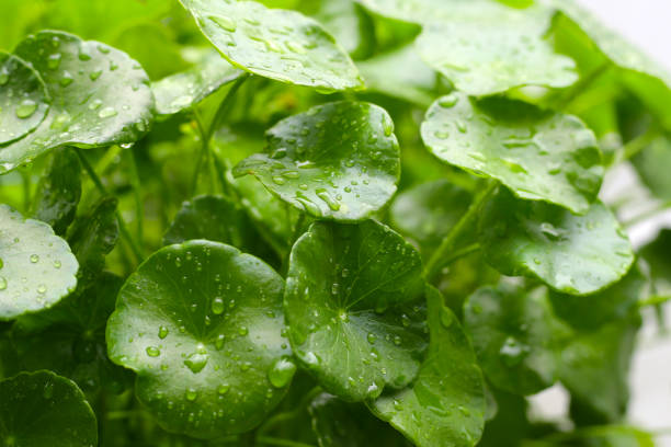 istock Centella asiatica (gotu kola). Fresh green leaves herb background. 2192869078