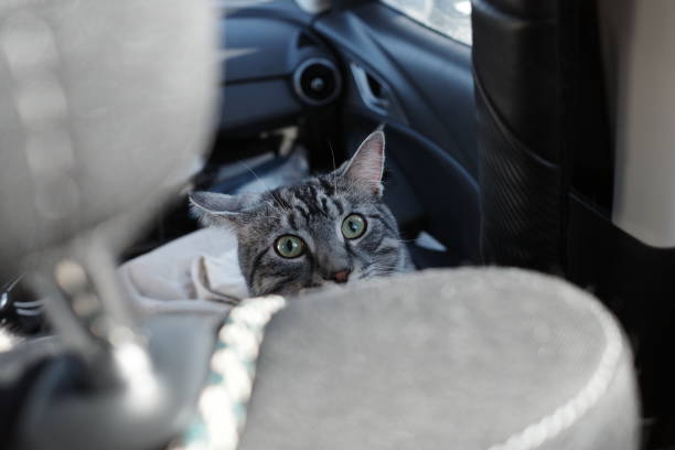 istock A tabby cat peeking in a car 2192869183