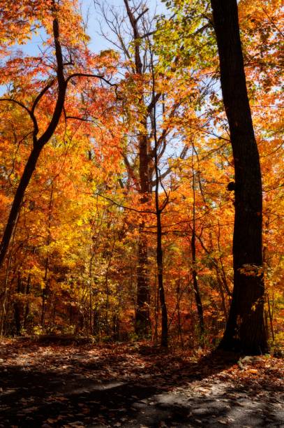 istock Vibrant autumn forest with colorful foliage. 2192869702