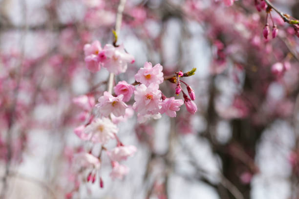 istock Branches of sakura flowers, cherry blossom 2192869759