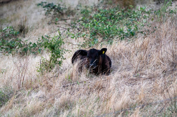 Young calf in the mountain.