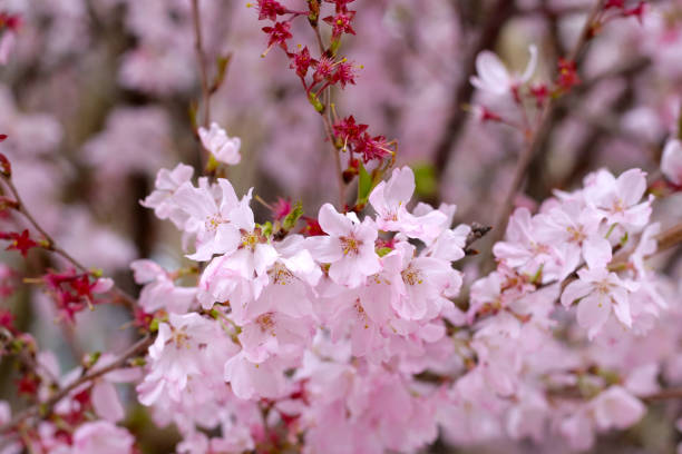 istock Branches of sakura flowers, cherry blossom 2192873552