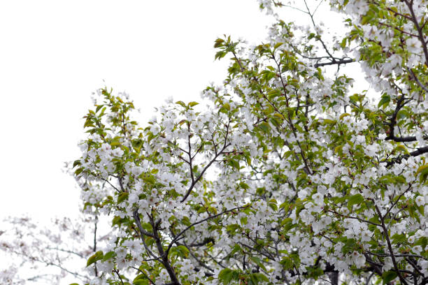 istock Branches of sakura flowers, cherry blossom 2192873761