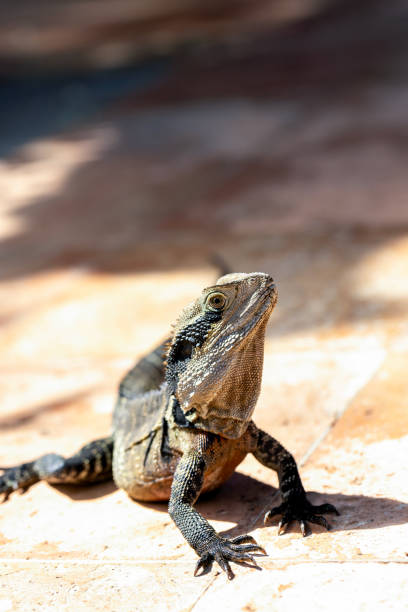 Australian Water Dragon, Intellagama lesueurii, background with copy space, full frame vertical composition