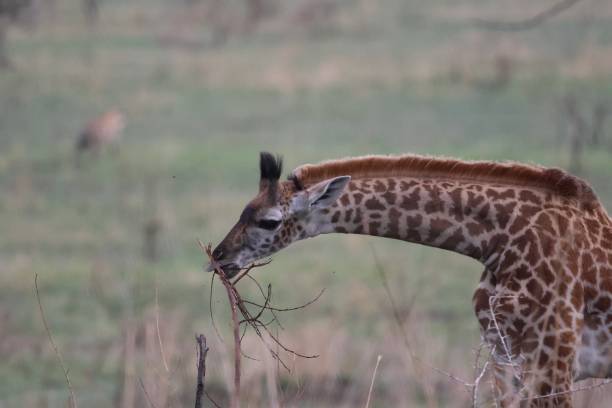 istock Giraffe - Serengeti National Park 2192874101