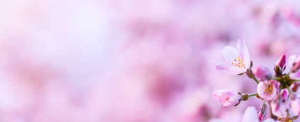 Cherry tree blooming with pink flowers. Spring blossoms. Cherry blossoms.