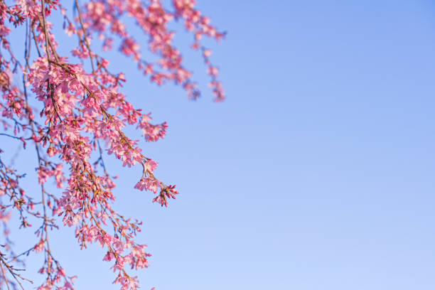 Cherry tree blooming with pink flowers. Spring blossoms. Cherry blossoms.