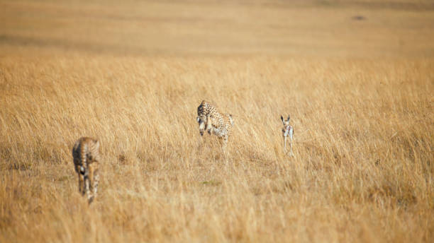 istock Cheetah in Pursuit at Masai Mara 2192875851