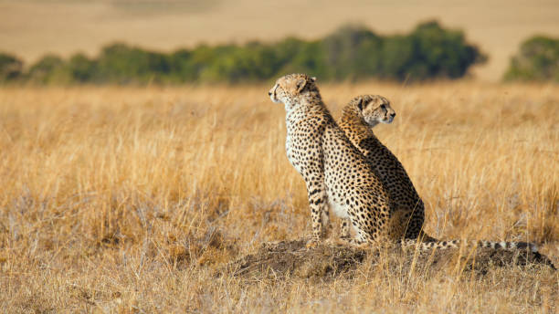 Two cheetahs are seated atop a mound, their spotted fur blending with the golden savannah grasses of Kenya's Masai Mara, attentively scanning their surroundings.