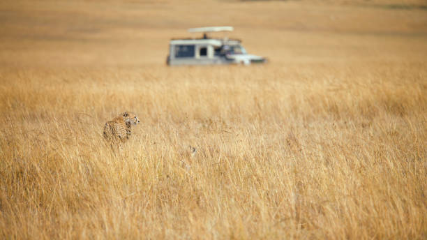 istock Cheetah Pursuit in the Masai Mara 2192875871