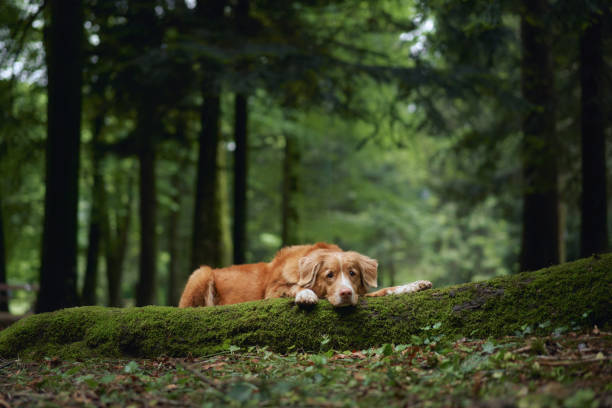 istock Golden retriever in serene forest 2192875915