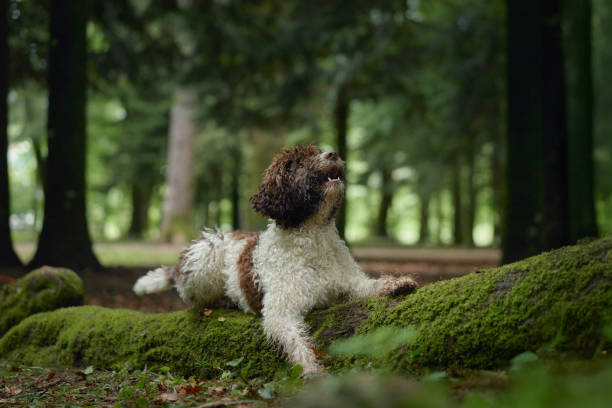 istock Lagotto seated on moss 2192875931