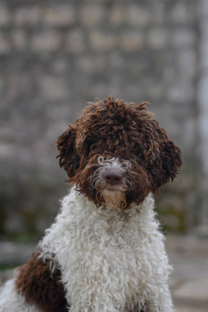 istock Lagotto portrait with stone background 2192875935
