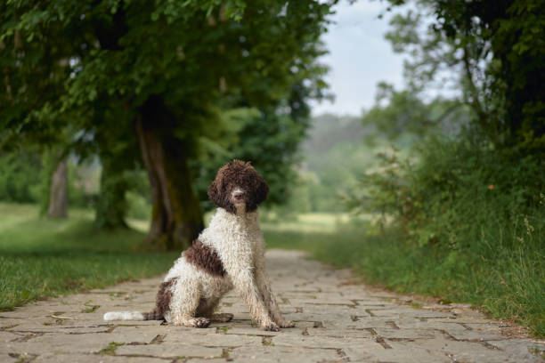 Lagotto seated on cobblestone road