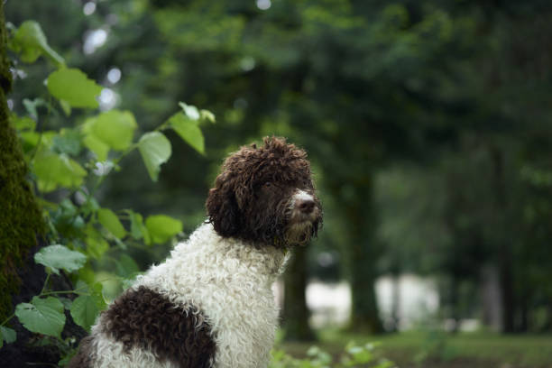 istock Lagotto gazing in forest 2192875947