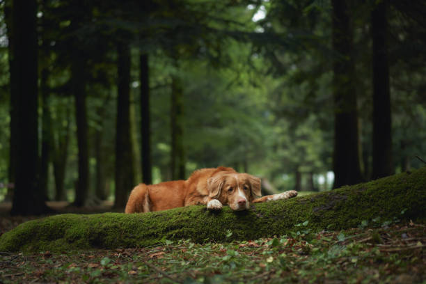 istock Golden retriever resting on moss 2192875979