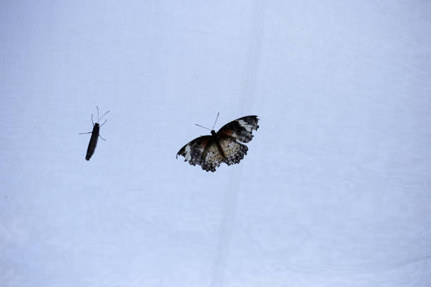 istock A beautiful butterfly in the garden 2192876697