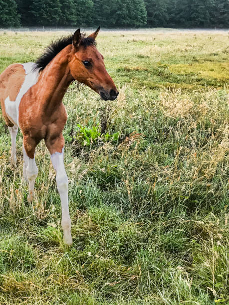 A young colt is looking out on a grass field. The paint is brown and white, and the mane is black.