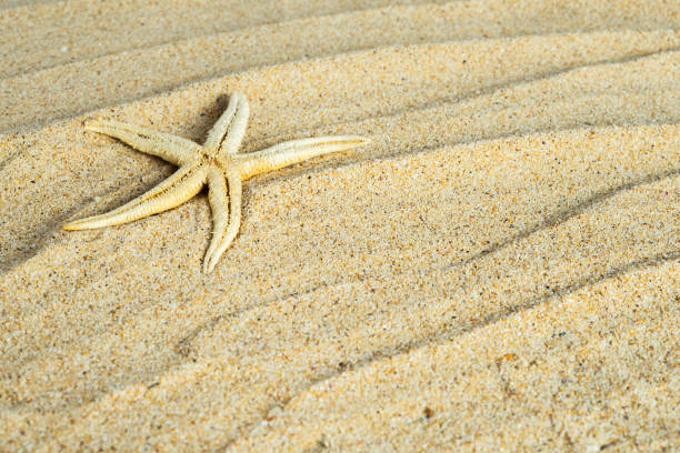 Starfish on the beach sand for copy space