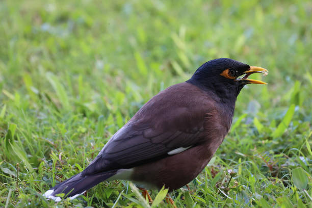 A common myna seen foraging for food in a grassy field.  This was captured on the island of Kauai, Hawaii.