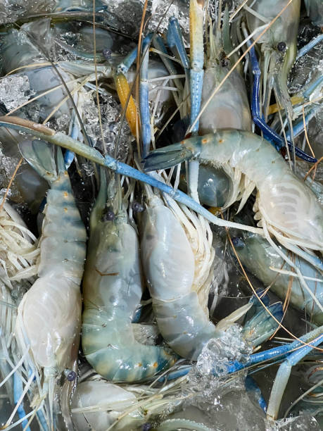 istock fresh shrimp in market 2192880146