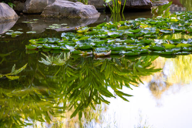 Nymphaea caerulea flower, also known as Egyptian Lotus or Blue Lotus, an aquatic plant, It was originally grown by the kemet Ancient Egyptian civilization, it had significance in their religion. It can tolerate the roots being in anoxic mud in nutritionally poor conditions, and can become a dominant plant in deeper water in such habitats.