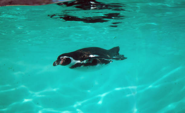 swimming humboldt penguin There are very graceful birds in the zoo.