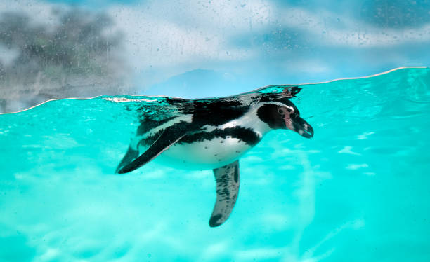 istock The penguin swims underwater in the sea. 2192883814