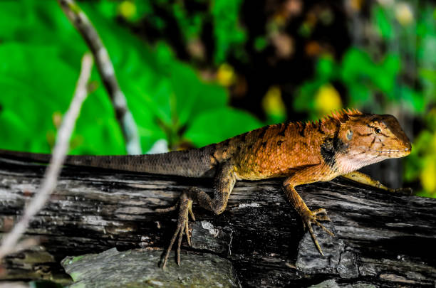 istock A lizard is sitting on a log in a green forest 2192886261