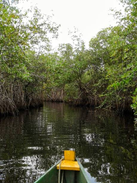 istock Wooden canoe sailing through a mangrove forest 2192886504