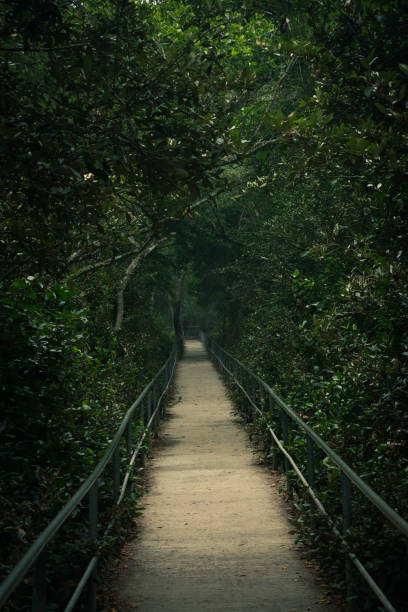 narrow walkway throughout a mangrove forest  located at Sundarban ranges