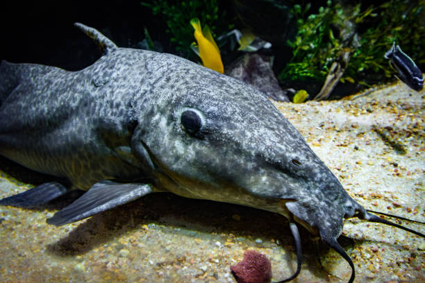 istock Close-up of strange looking African freshwater giraffe catfish 2192889996