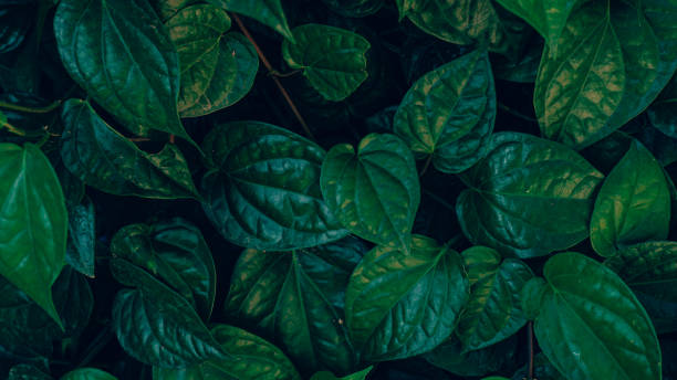 istock Group of dark green tropical leaves background. 2192890077