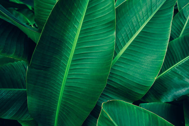istock closeup banana leaf background. 2192890598