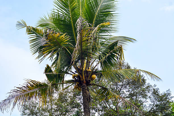 istock Coconuts with coconut trees are perennial plants and fruit, erect coconut bunches, fragrant coconuts, young coconuts 2192890780