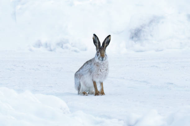 istock Wild hare sitting on snow in winter landscape. 2192893196