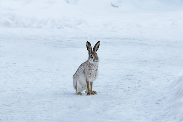 istock Wild hare sitting on snow in winter landscape. 2192893202