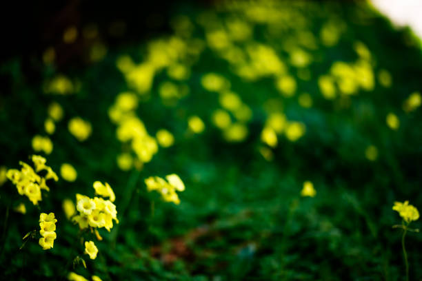 Yellow flowers and grass in Denia in Dénia, Valencian Community, Spain