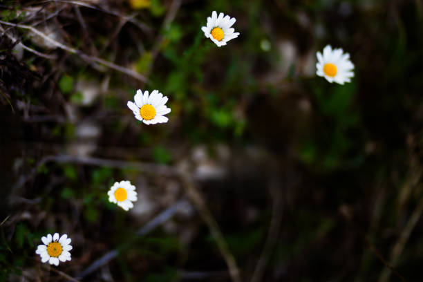 White and yellow flowers with green grass in Denia in Fleix, Comunitat Valenciana, Spain