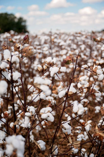 istock A cotton field with white bolls, dried leaves, and a clear blue sky 2192893755