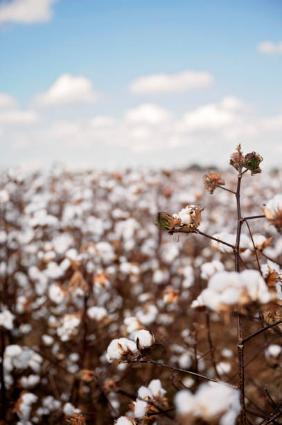 istock Cotton plants with fluffy bolls in a field under a blue sky 2192893763