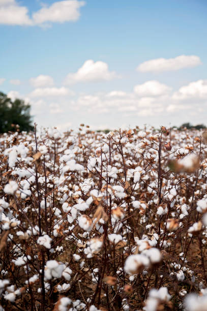 istock Cotton plants with fluffy white bolls under a clear blue sky 2192893764