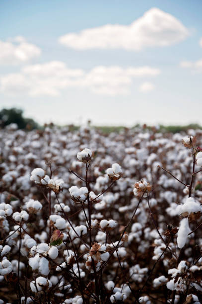 istock A vast cotton field under a bright blue sky with fluffy white clouds 2192893782