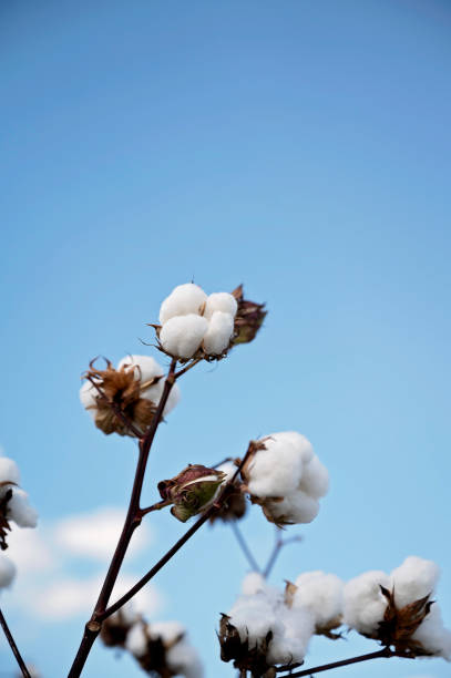 Cotton bolls on branches against a clear blue sky in Summerdale, Alabama, United States
