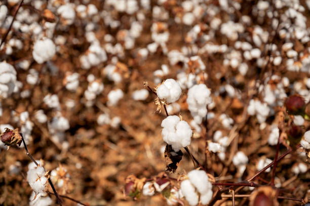 istock Cotton field with mature white bolls under clear sunlight 2192894329