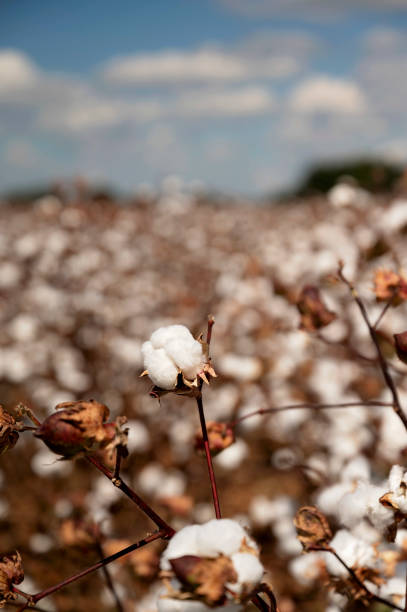 istock Cotton boll in focus with a blurred cotton field and blue sky 2192894334